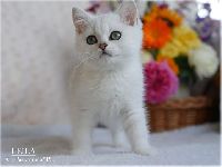 /leila
