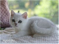/galadriela