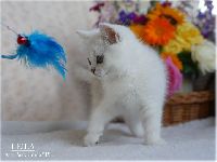 /leila