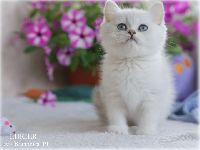 /lukier