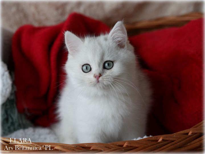 Elara Ars Britannica*PL