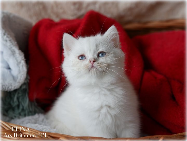 Elina Ars Britannica*PL