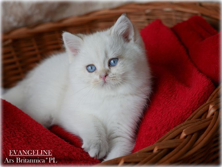 Evangeline Ars Britannica*PL