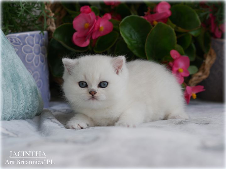 Jacintha Ars Britannica*PL