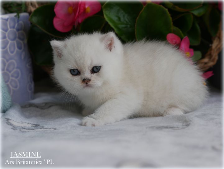 Jasmine Ars Britannica*PL